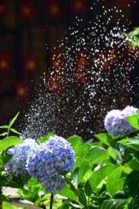 Vaporisation d'eau sur des pétales pour rafraîchir les fleurs par temps chaud