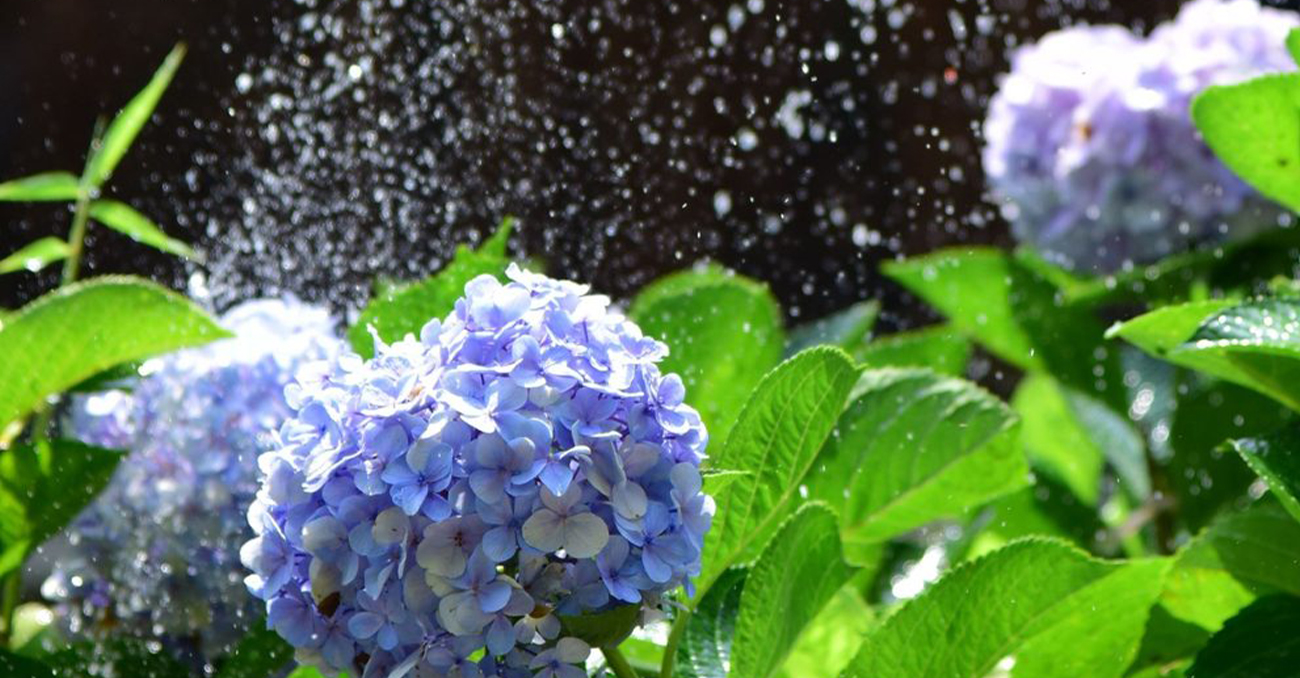 Vaporisation d'eau sur des pétales pour rafraîchir les fleurs par temps chaud