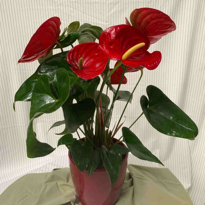 ANTHURIUM