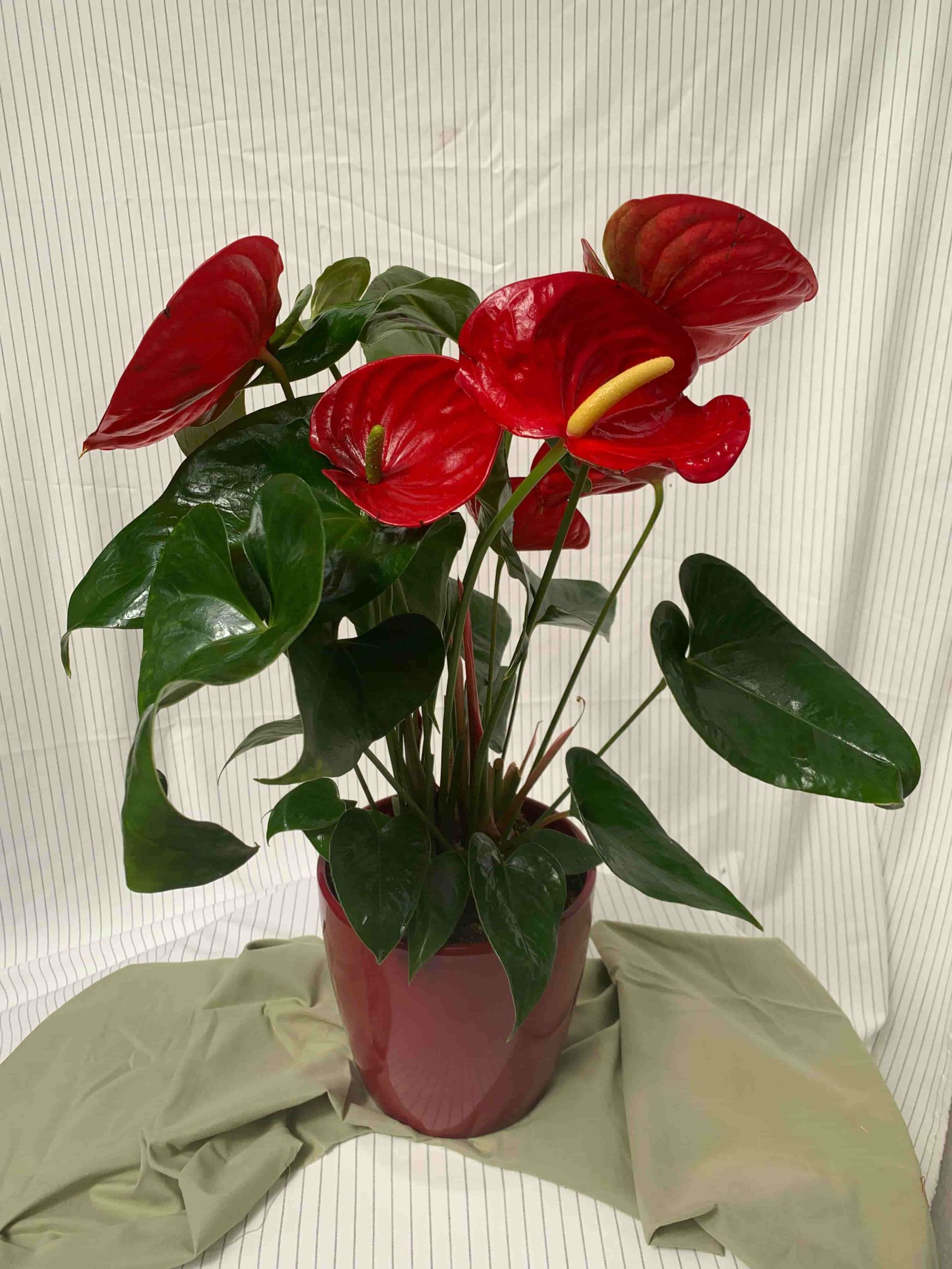Fleuriste-Narbonne-Anthurium