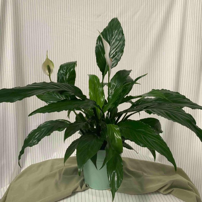 SPATHIPHYLLUM