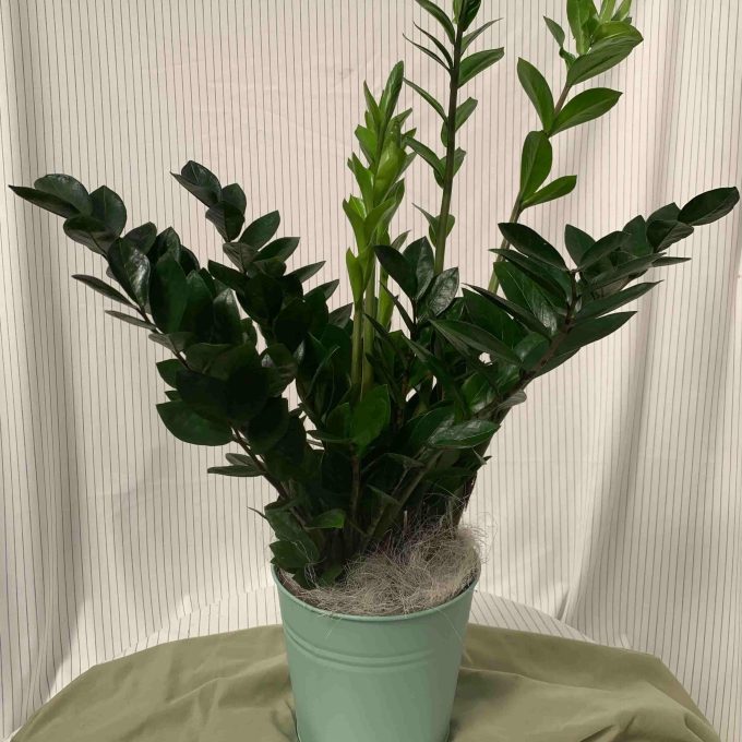 ZAMIOCULCAS AVEC CACHE-POT